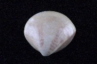 藏品(普通文蛤)的圖片